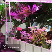 Фитосветильник для растений и рассады светодиодный с подставкой минисад Uniel 10Вт красно-синего спектра 6 кашпо
